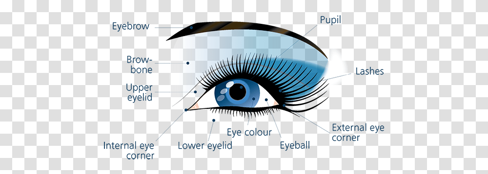 Eye Image Eyelash Extensions, Art, Graphics, Drawing, Contact Lens Transparent Png