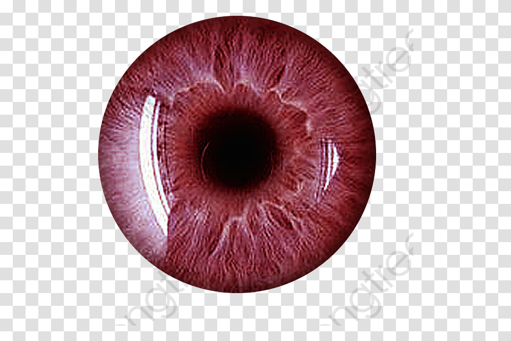 Eye Iris Red Eye Lens, Ornament, Photography, Pattern, Fractal Transparent Png