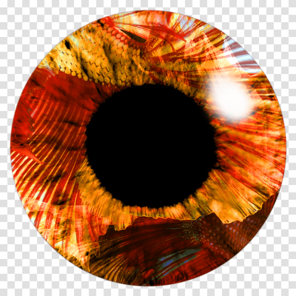 Eye Lens Image Hd Orange Eye Lens, Lamp, Sphere, Ornament, Pattern Transparent Png