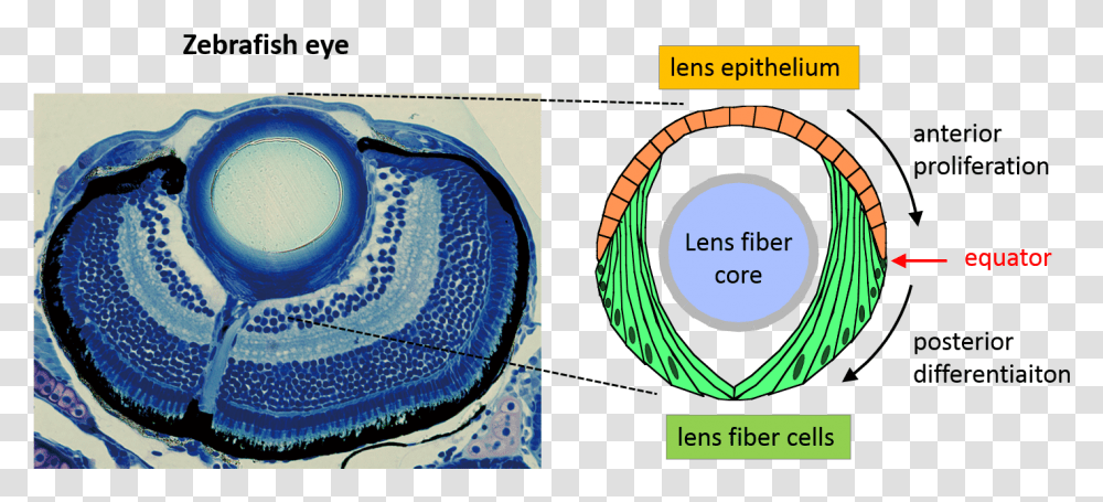 Eye Lense, Porcelain, Pottery, Label Transparent Png