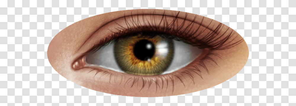 Eye, Person, Contact Lens, Skin, Human Transparent Png