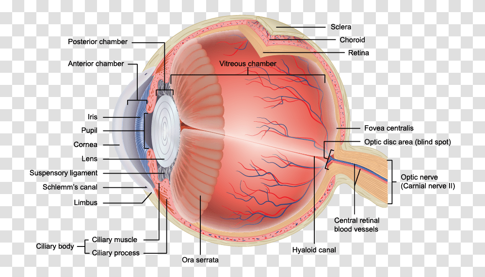 Eye Veins Layers Of Eye Anatomy, Diagram, Plot, Helmet Transparent Png