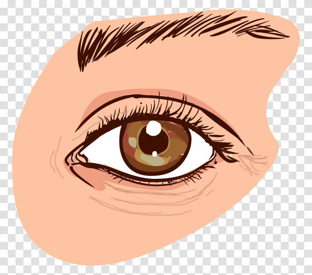 Eye Wrinkles Causes Dark Circles Eye, Contact Lens, Bird, Animal, Face Transparent Png