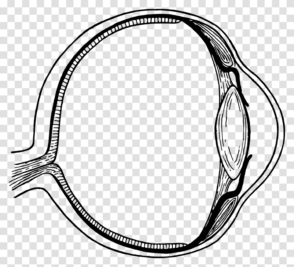 Eyeball Anatomy Vector Clipart Image, Gray, World Of Warcraft Transparent Png