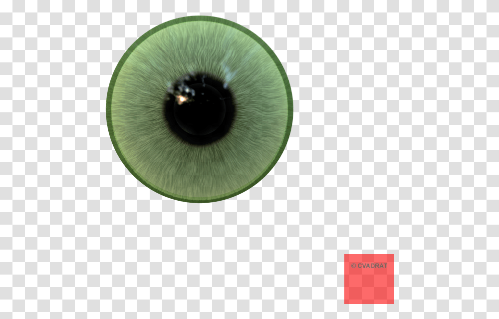 Eyeball Realistic Anytime Baby, Photography, Plant, Portrait, Face Transparent Png