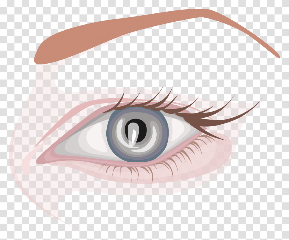 Eyebrow Vector Simple Close Up, Contact Lens, Tape Transparent Png