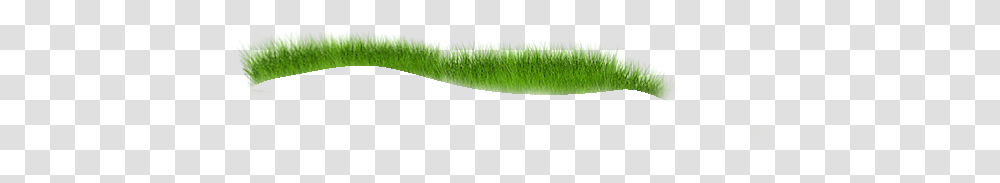 Eyelash, Moss, Plant, Green, Grass Transparent Png