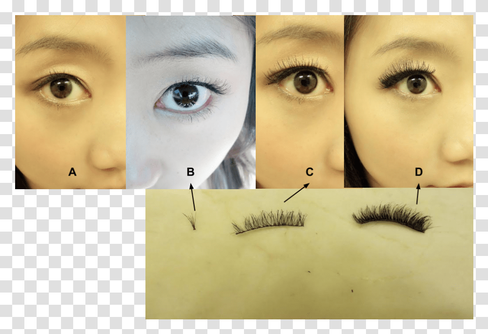 Eyelashes Eye Liner, Skin, Face, Person, Human Transparent Png