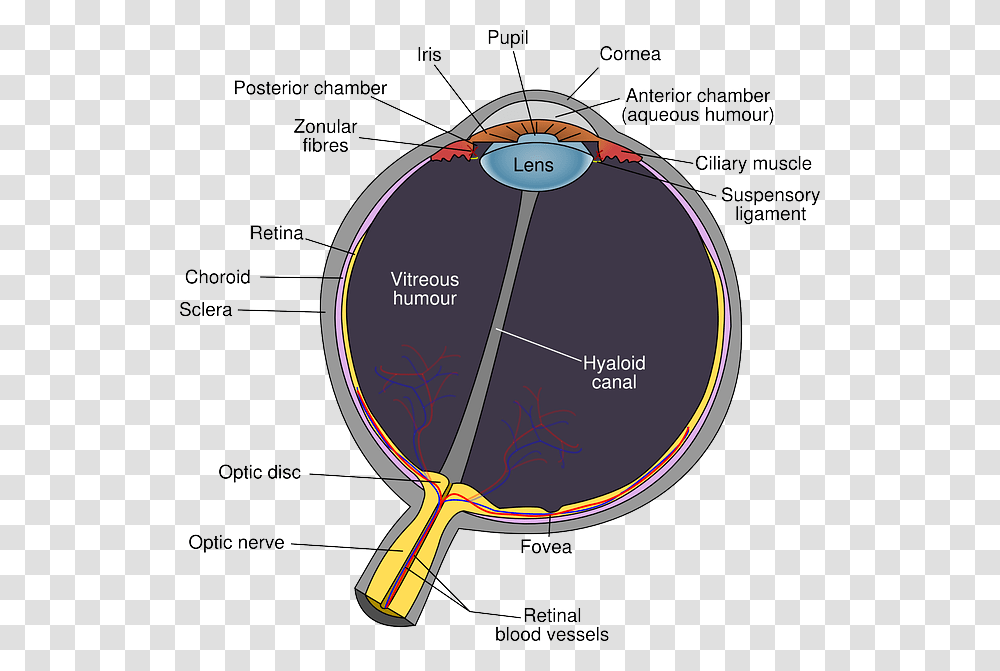 Eyes Eye Diagram Kids Human Cartoon Eyeball Eye Diagram Optic Disc, Plot, Racket, Vegetation, Plant Transparent Png
