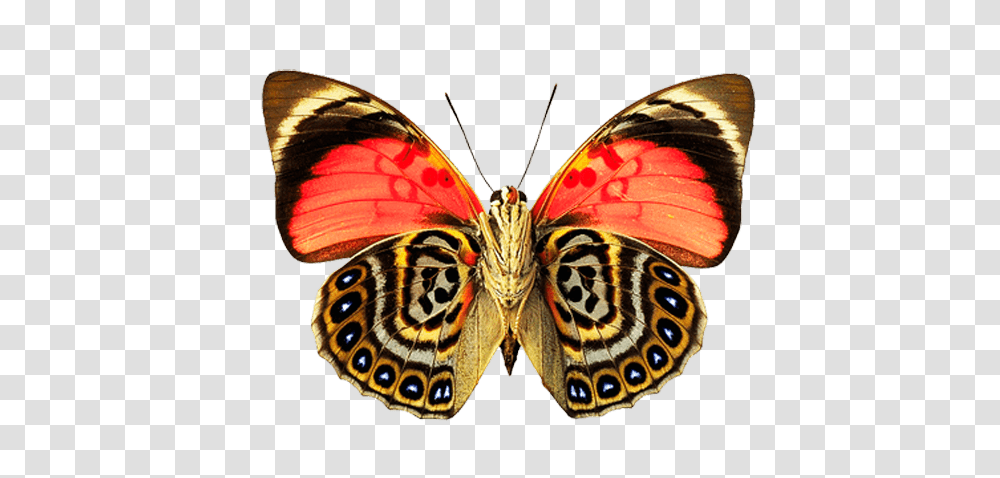 Eyes Wings Butterfly, Insect, Invertebrate, Animal, Monarch Transparent Png