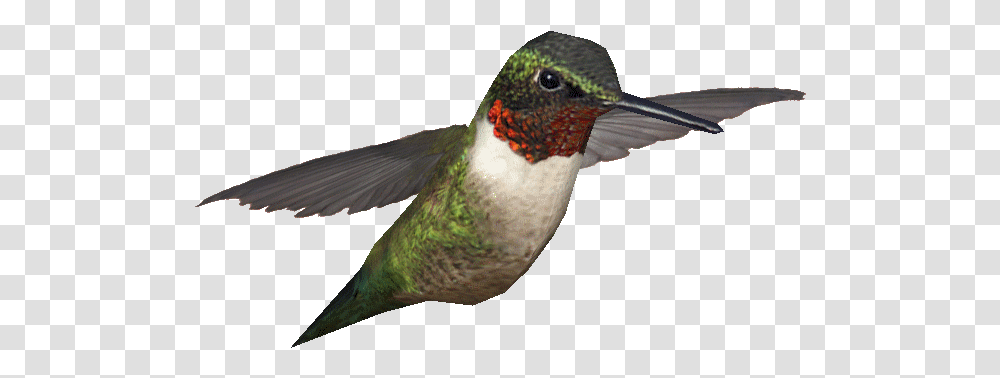 F 1396356536 Hummingbird Wallpaper Patricia Sloan, Animal Transparent Png