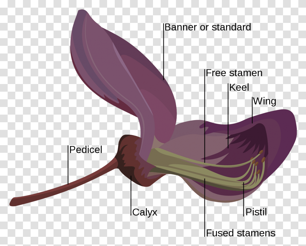 Fabaceae Flower, Animal, Invertebrate, Gecko Transparent Png