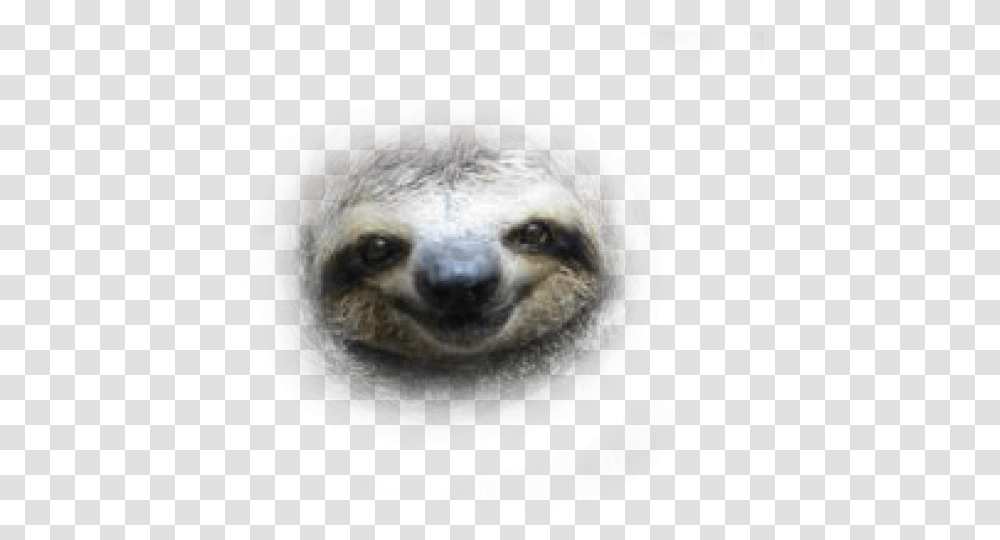 Face Background Image Sloth, Wildlife, Animal, Mammal, Three-Toed Sloth Transparent Png
