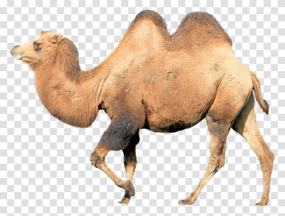 Face, Camel, Mammal, Animal, Horse Transparent Png