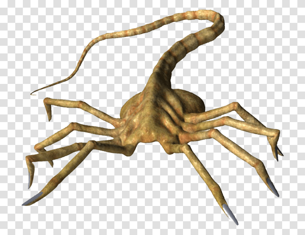 Face Hugger, Animal, Spider, Invertebrate, Arachnid Transparent Png