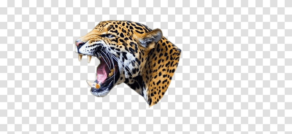 Face Open Mouth Image Jaguar, Panther, Wildlife, Mammal, Animal Transparent Png