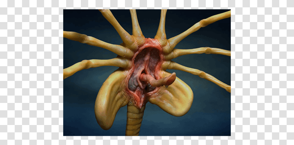 Facehugger Aliens, Plant, Antelope, Animal, Person Transparent Png