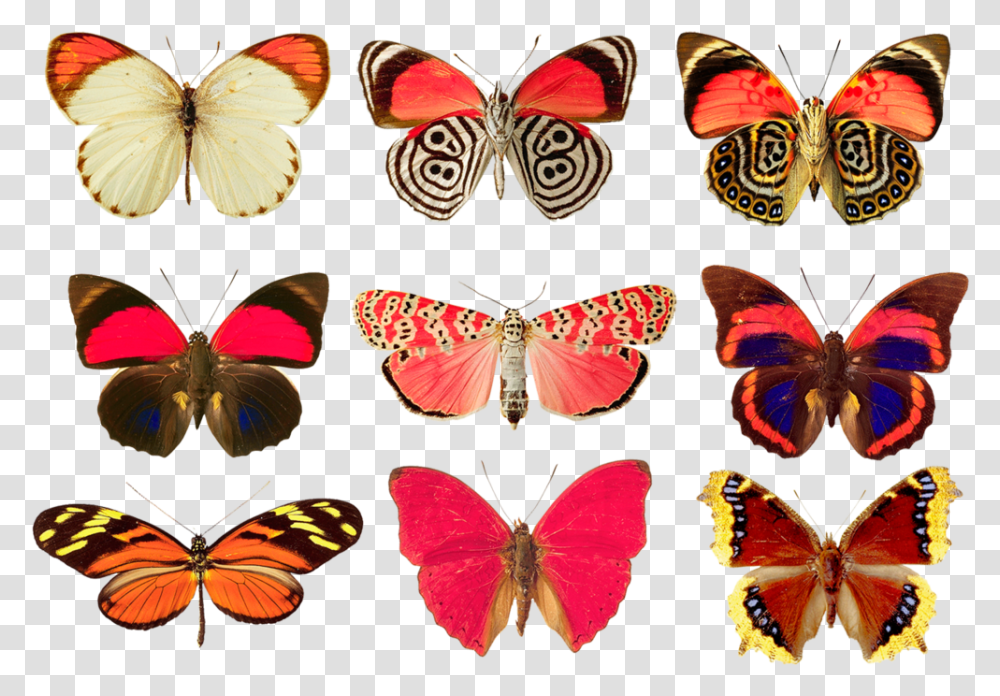 Facts About Butterflies For Kids, Butterfly, Insect, Invertebrate, Animal Transparent Png