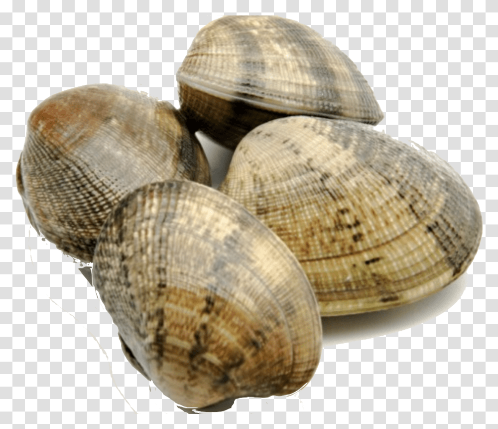 Facts About Clams Clam Facts, Seashell, Invertebrate, Sea Life, Animal Transparent Png