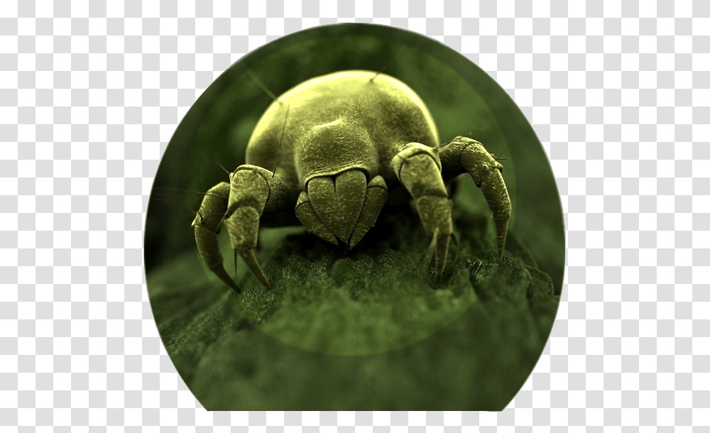 Facts About Dust Mites, Animal, Invertebrate, Turtle, Reptile Transparent Png