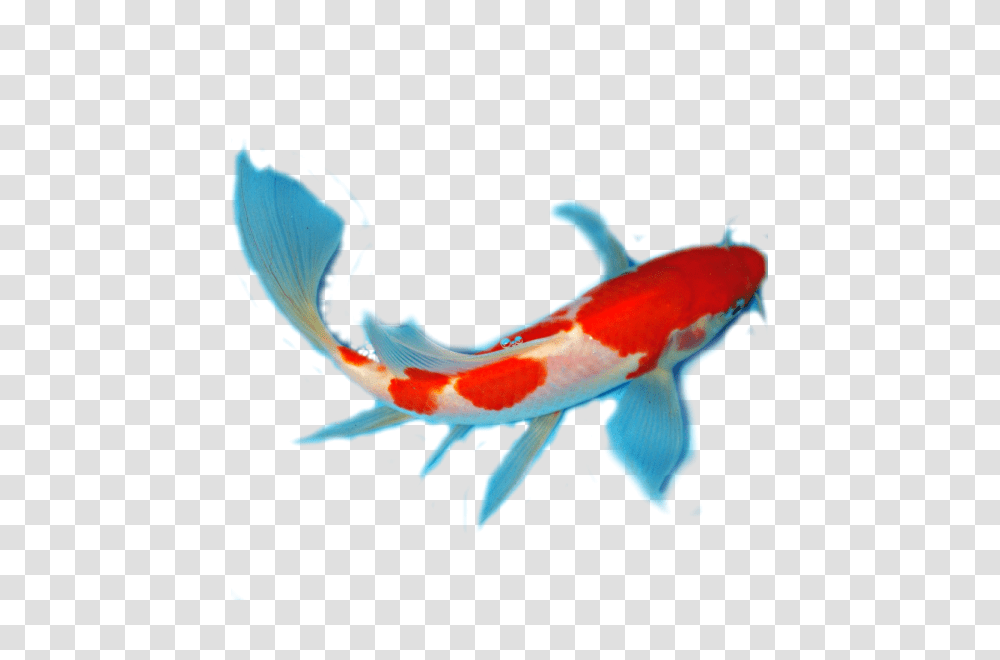 Facts About Koi Anatomy, Fish, Animal, Bird, Carp Transparent Png