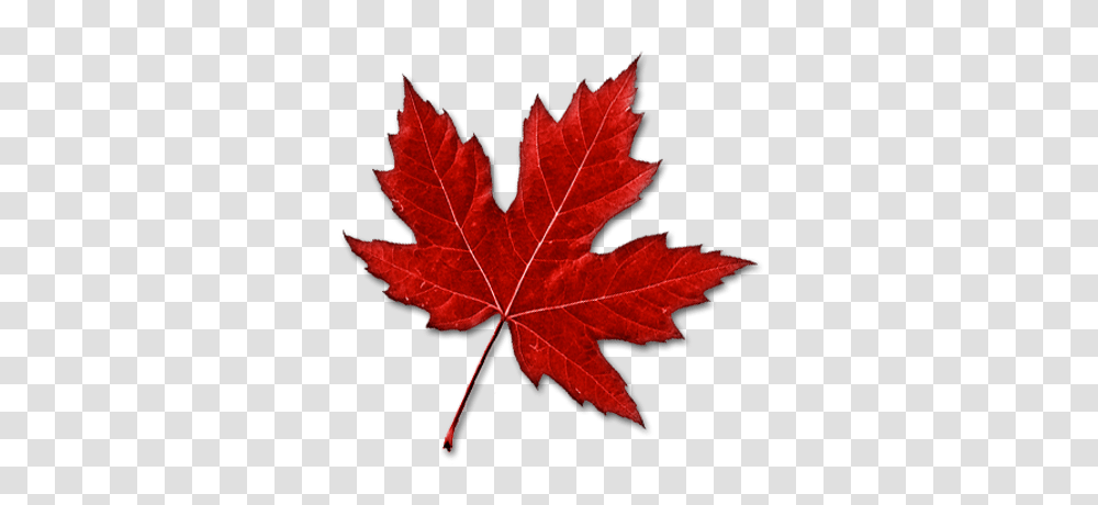 Faded Maple Leaf, Plant, Tree, Rose, Flower Transparent Png