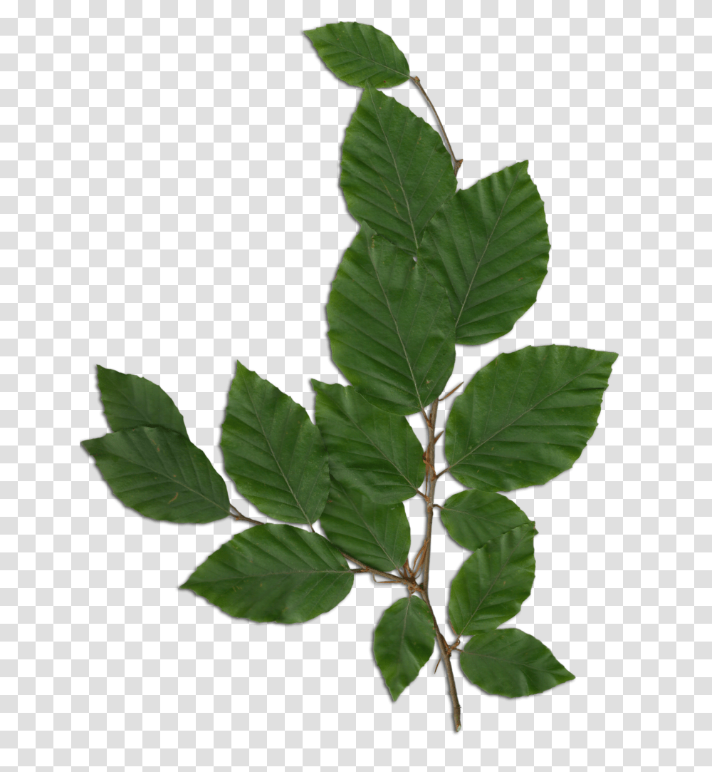 Fagus Foliage, Leaf, Plant, Annonaceae, Tree Transparent Png