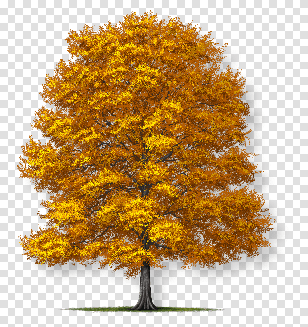 Fagus Grandifolia American Beech Tree, Plant, Maple, Painting Transparent Png