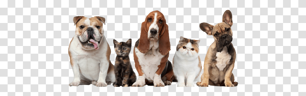 Fairfield Area Humane Society Group Of 5 Animals, Pet, Dog, Canine, Mammal Transparent Png