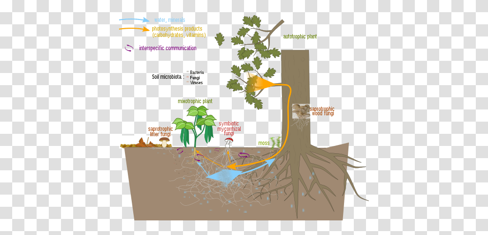 Fairfield Soil And Water Features Mycorrhizal Fungi, Plant, Root, Vegetation, Text Transparent Png
