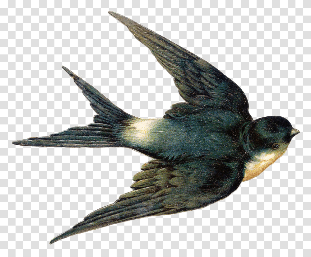 Fairy Bird Hd Mart Vintage Swallow Illustration, Animal, Blackbird, Agelaius, Flying Transparent Png