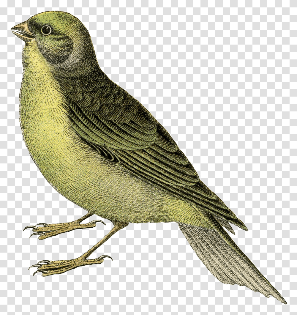 Fairy Bird Vintage Bird, Animal, Finch, Canary, Jay Transparent Png