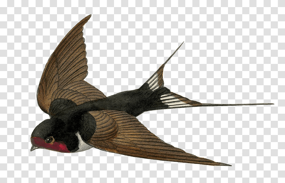 Fairy Bird Vintage Swallow Bird, Animal, Flying, Bronze, Accipiter Transparent Png
