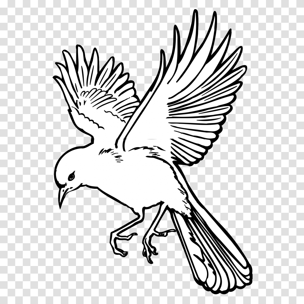 Fairy Flying Drawings Of Birds, Animal, Jay, Person, Human Transparent Png