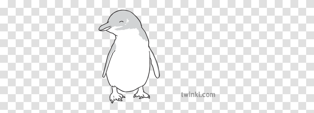 Fairy Penguin Black And White Illustration Twinkl Penguin, Bird, Animal, King Penguin Transparent Png