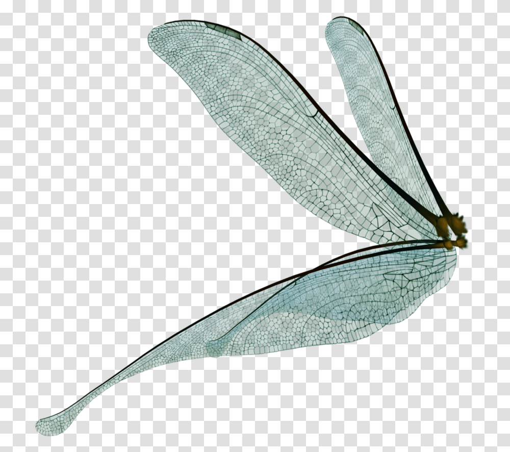 Fairy Wings, Animal, Insect, Invertebrate, Dragonfly Transparent Png