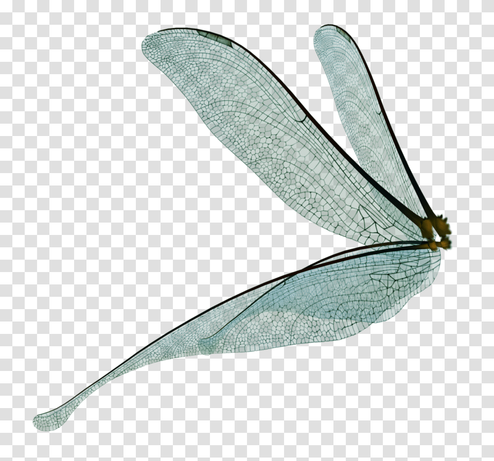 Fairy Wings Image, Insect, Invertebrate, Animal, Dragonfly Transparent Png