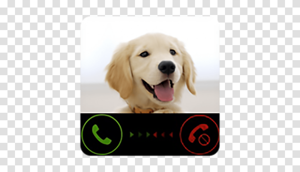 Fake Call From Dog Prank, Golden Retriever, Pet, Canine, Animal Transparent Png