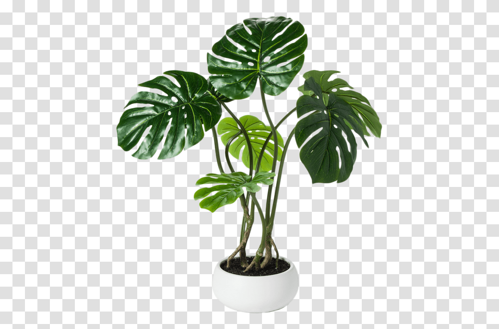 Fake Palm Leaf Plant, Tree, Palm Tree, Arecaceae, Annonaceae Transparent Png