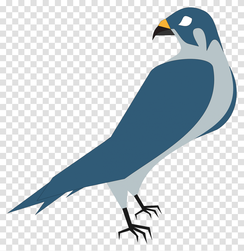 Falco Hawk Animated Pictures Of Hawks, Jay, Bird, Animal, Blue Jay Transparent Png