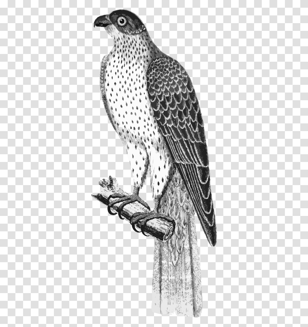 Falco Umbrinus Red Tailed Hawk, Bird, Animal, Accipiter, Buzzard Transparent Png