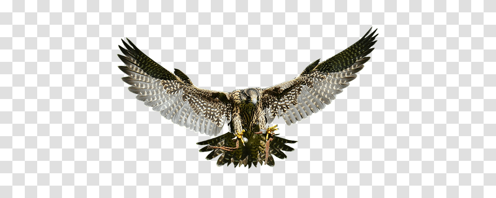 Falcon Nature, Accipiter, Bird, Animal Transparent Png