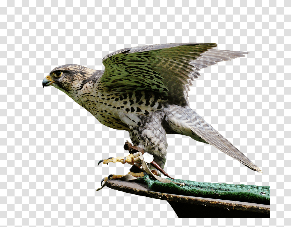 Falcon 960, Animals, Bird, Accipiter, Buzzard Transparent Png