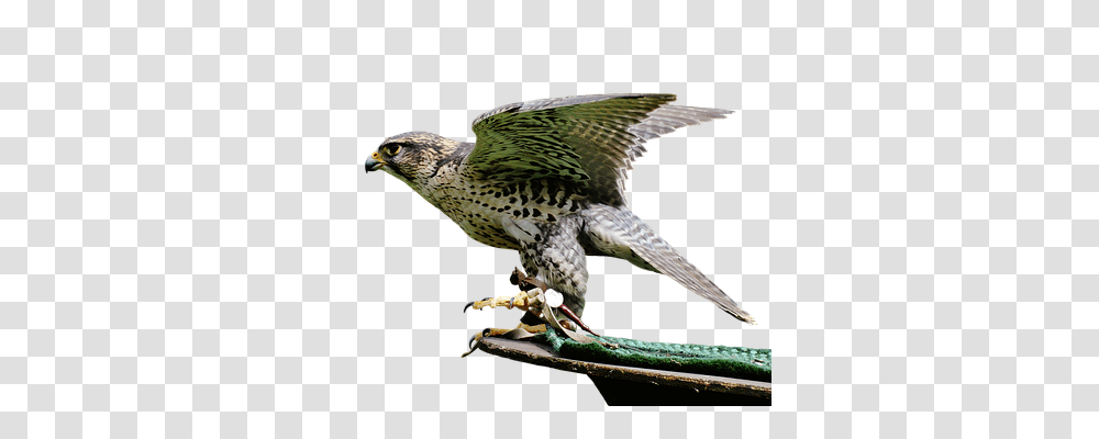 Falcon Nature, Bird, Animal, Accipiter Transparent Png