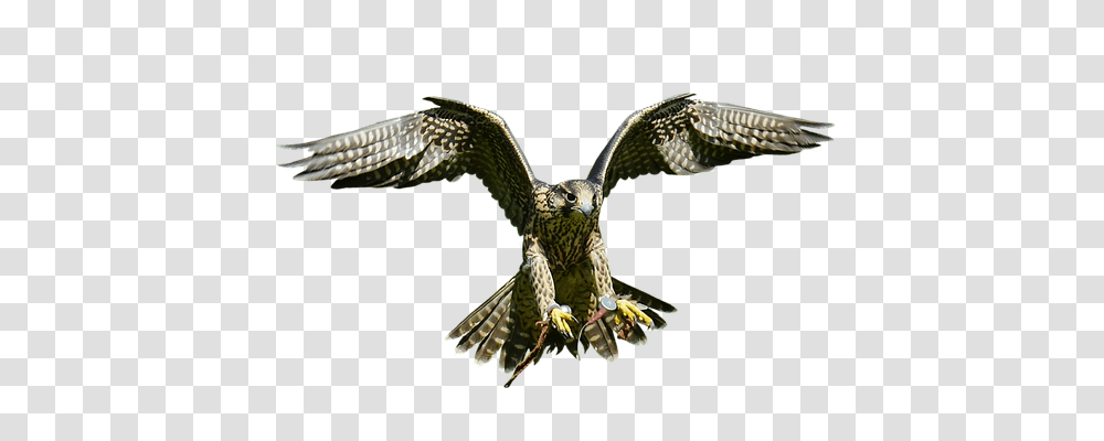 Falcon Nature, Buzzard, Hawk, Bird Transparent Png