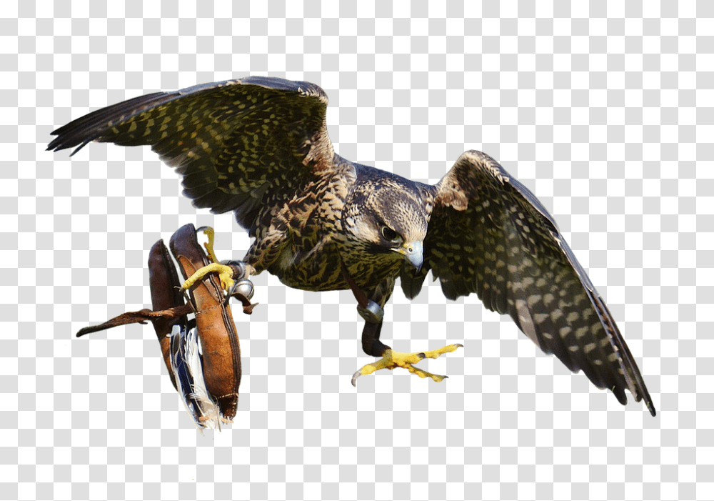 Falcon 960, Animals, Buzzard, Hawk, Bird Transparent Png