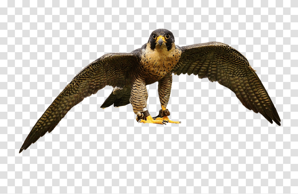 Falcon 960, Animals, Buzzard, Hawk, Bird Transparent Png