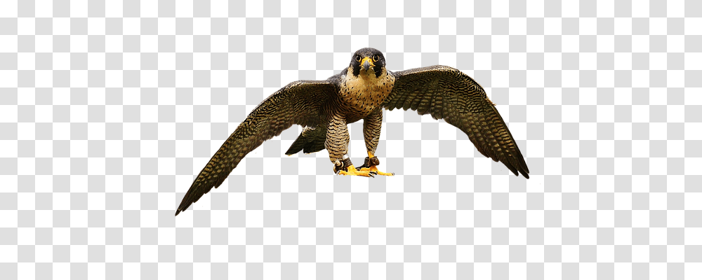 Falcon Nature, Buzzard, Hawk, Bird Transparent Png