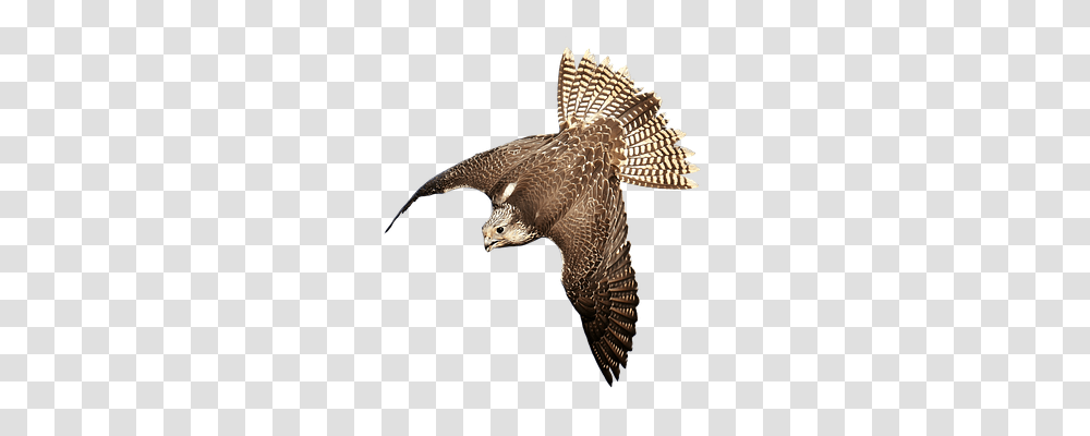 Falcon Animals, Bird, Buzzard, Hawk Transparent Png