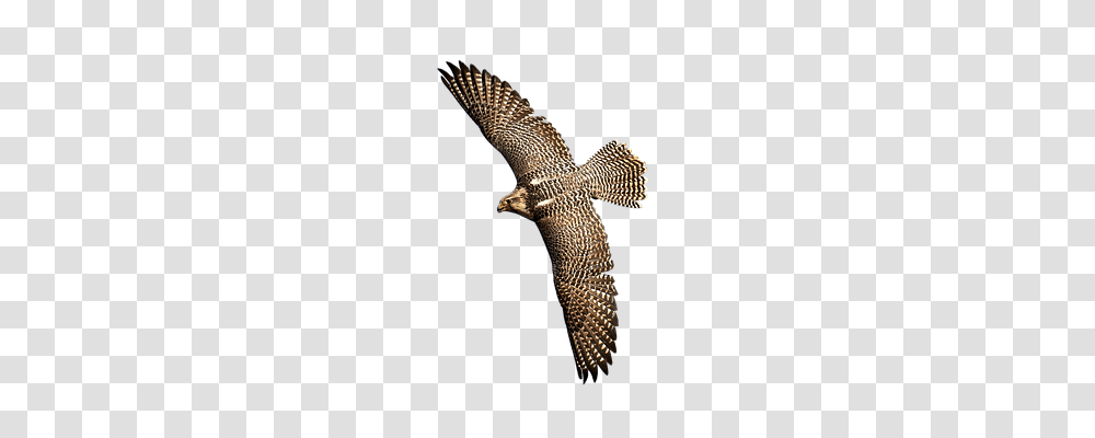 Falcon Nature, Animal, Bird, Kite Bird Transparent Png